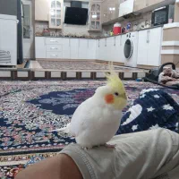 عروس هلندی