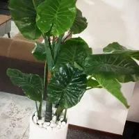 درختچه مصنوعی بابا آدم