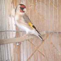 سهره ماده