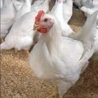 جویای کار سرپرست مرغداری هستم