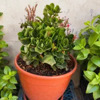 گل کالانکوئه