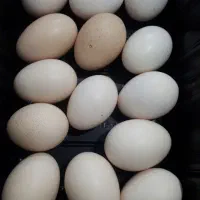 تخم لاری.مرندی.برهما