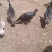 بقلمون ماده