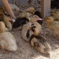 پرنده.  اردک پکنی درجه یک . بزرگ و کوچک