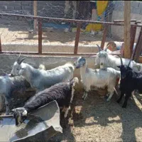 فروشی یکجا