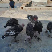 بوقلمون