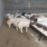 بره نر