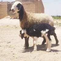 میش شال بره