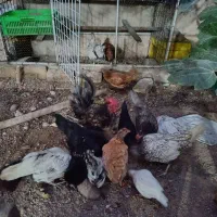مرغ وخروس مینیاتوری