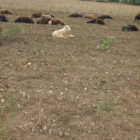 سگ نگهبان