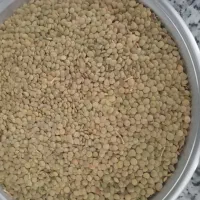 عدس سفید محلی تمیز پزا کیلوی 225هزار