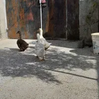 اوردک مرغ بقلمون