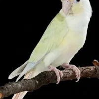 طوطی گرینچیک اوپامینت