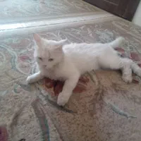 گربه ماده