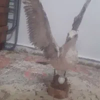 مجسمه