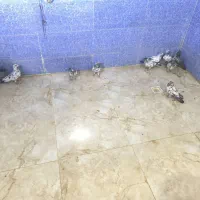 کفتر|پرنده|اهواز, نادری|دیوار