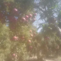 انار کوهمره سرخی
