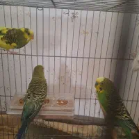 مرغ عشق آماده