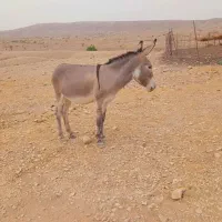 خر گله ایی جوان چابک