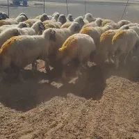 میش قوچ سنجابی