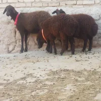 میش دوقلو میش بره دار گوسفندآبستن قوچ بره داشتی