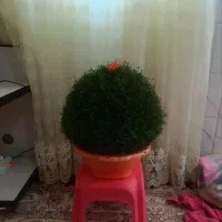 سبزه  تازه مخصوص مراسمات