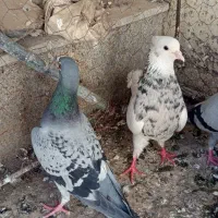 کبوترالمانی