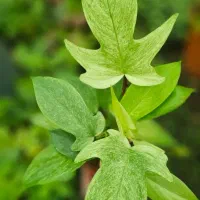 گلهای تراریومی زیبا و کلکسیونی