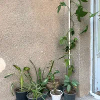 تعدادی گل وگلدان