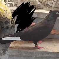 پرنده گم شده