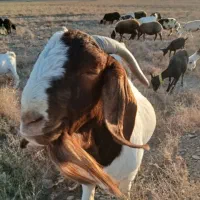 فروش نر بز بوئر