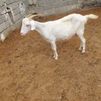 بز سانن