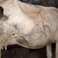 گاو و گوساله باهم