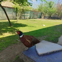 خروس زینتی