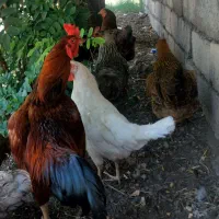 مرغ و خروس