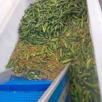 همدان. ویژه