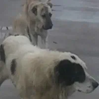 دو قلاده سگ نگهبان