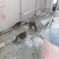 بوقلمون