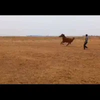 مادیون سواری دار