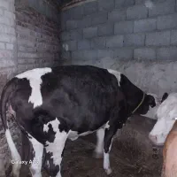 گوساله جاق ماده