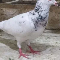 سارسرور..طوقی هفترنگ
