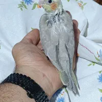 عروس هلندی سرلاکی