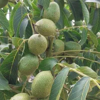 نهالستان انواع نهال میوه و گردو صوبر