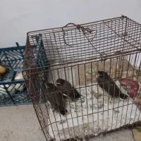 جوجه مینا جنسیت نامشخص قیمت ۱۲۰۰