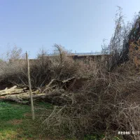 برش هرس قطع درخت خرید چوب
