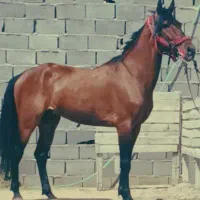 اسب یورقه نر یون