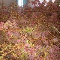 کاه دیم ودانه وبرگ زرشک