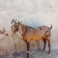 نر بز پاکستانی چهل خال بفروش میرسد بز میش