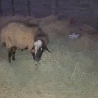 قوچ مناسب برای قصابی