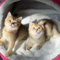 بچه گربه بریتیش